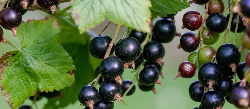 Рассыпала возле смородины и глазам не поверила — тля за 1 день испарилась с куста. Действует лучше ядрёной "химии"