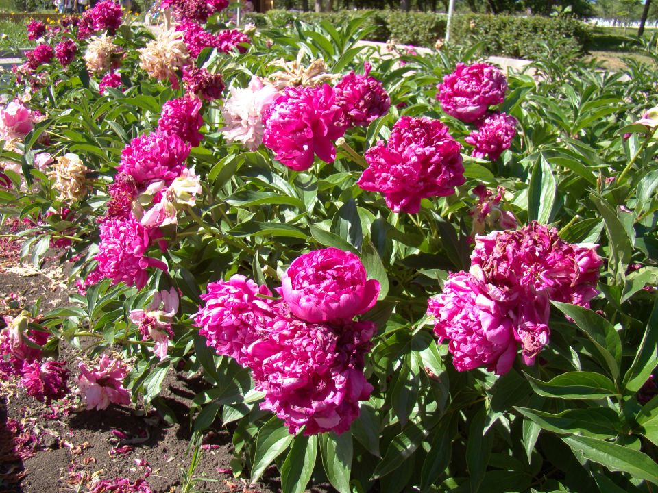 1          :     