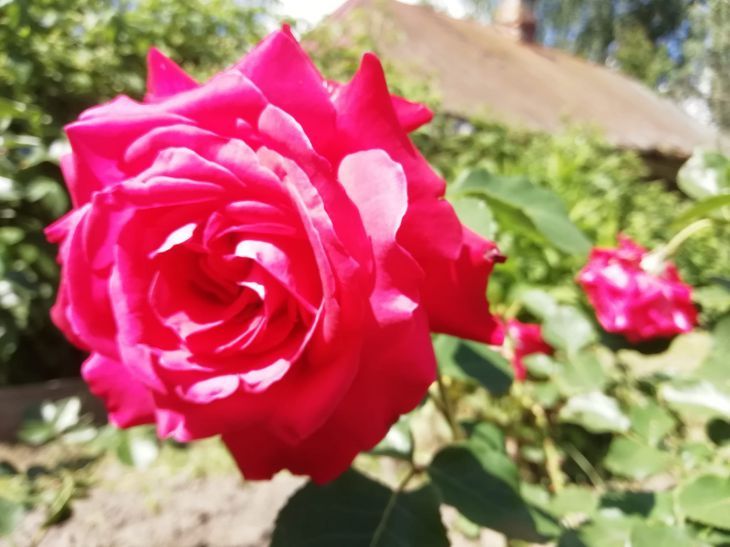 Розы бунтуют? Как усмирить дикие побеги и вернуть цветам королевский вид