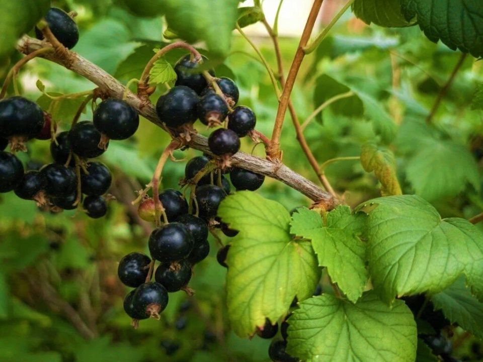 Осенние заботы: как защитить ягодные кустарники от вредителей