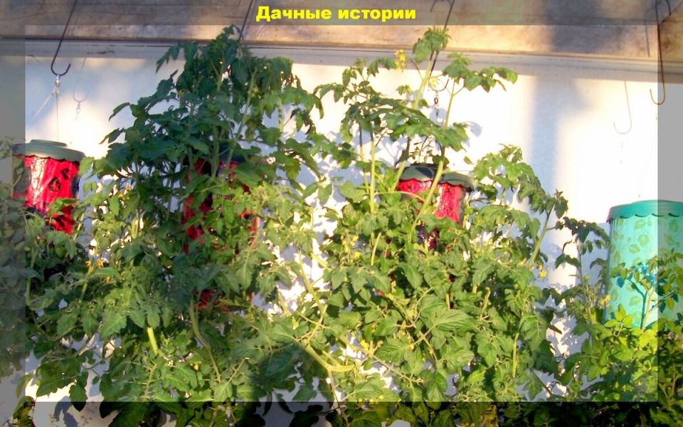 Невероятный способ улучшить урожай: как не дозревшие помидоры становятся настоящими гастрономическими шедеврами