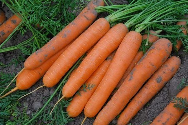 Морковь Соломон: Привлечённые внимание и заслуживают признания