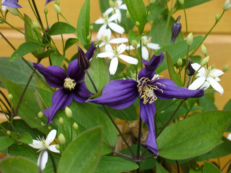 Клематисы для вашего сада: как выбрать идеальные сорта