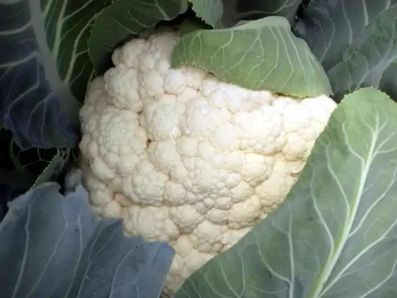 Секреты успешного выращивания цветной капусты: как добиться идеального урожая