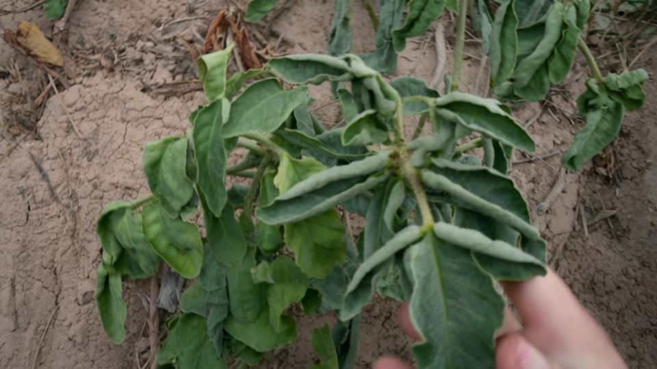 Почему скручиваются листья помидоров и как это исправить?