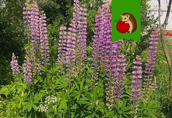 Люпины: Как создать идеальные условия для роста и избавиться от нежелательных соседей