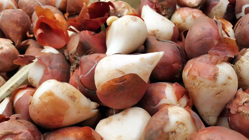 Как правильно ухаживать за тюльпанами: нужно ли выкапывать луковицы в июне?