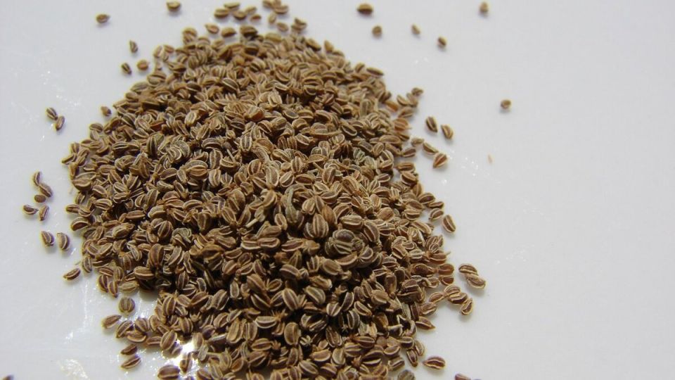 Секреты успешного проращивания старых семян