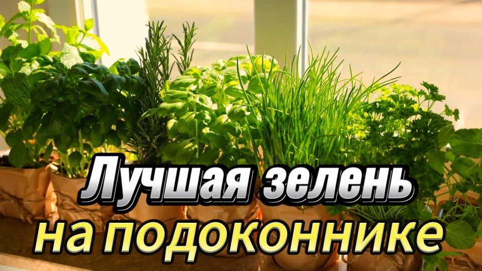 Секреты успешного огорода на подоконнике: как вырастить зелень круглый год