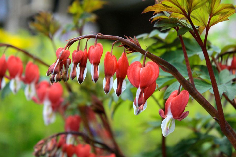 Почему дицентра — идеальное решение для вашего сада: секреты ухода и посадки