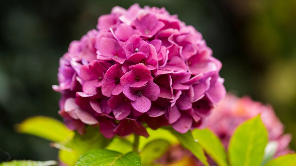 Гортензия зацветет как бешеная лишь в одном месте: сажайте только туда