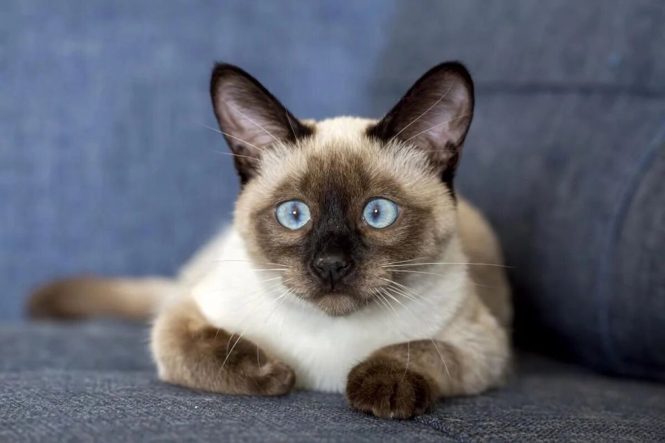 12 пород котов, которые точно завоюют ваше сердце