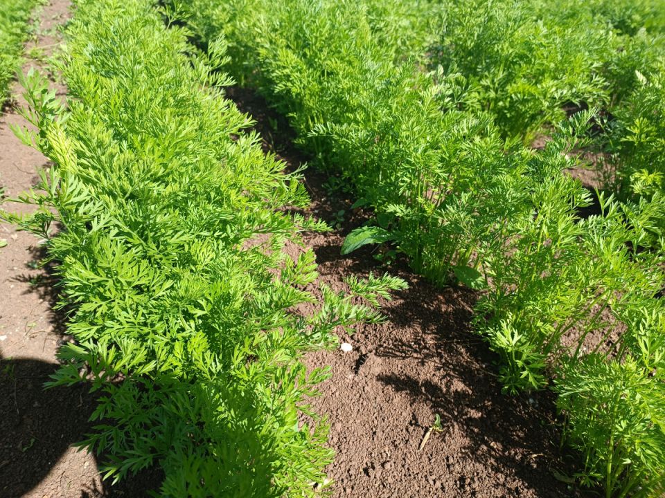 Как выбрать идеальный сорт моркови: советы и рекомендации для успешного урожая