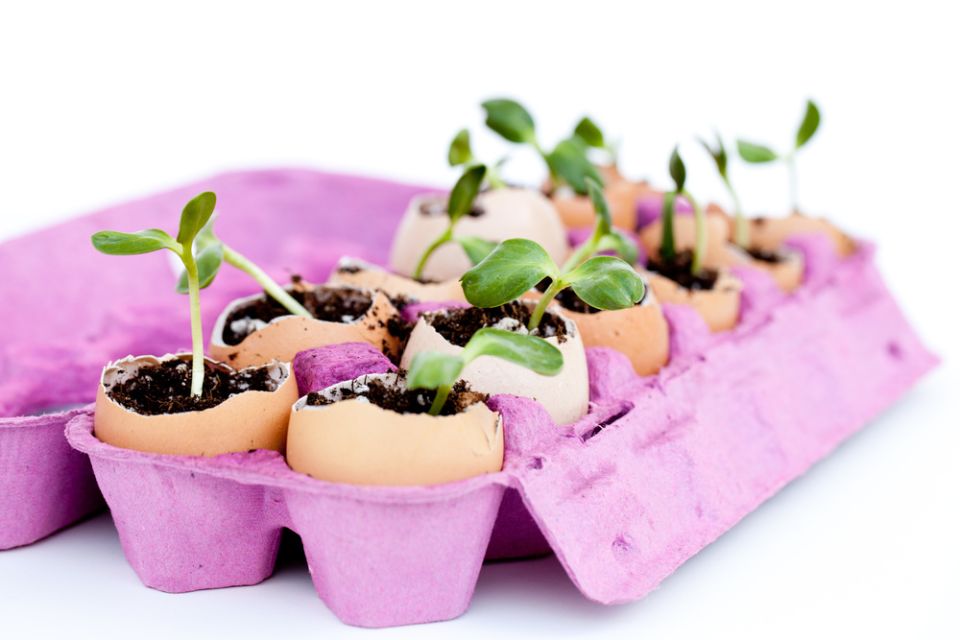 Яичная скорлупа и луковая шелуха: секреты, о которых вы не знали