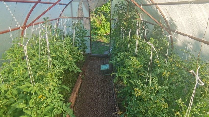 Как голландская методика спасает урожай тепличных томатов от жары