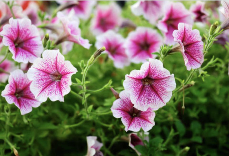 Секреты успешного посева петуний: как вырастить роскошные цветы в своем саду