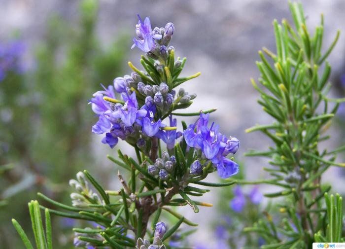 ����������� ��������� ��������: ������������ �����, ������� ��� ������