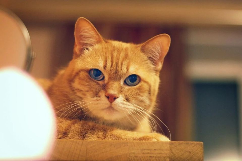 5 ����������� �������� ���������� ������ ���� �� ������� �� ������