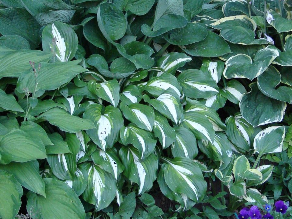 Хосты: необычные окраски и секреты ухода за вашими любимцами