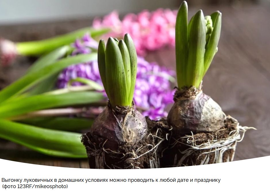 ��� ��������� �������� � ����������: ������� �������� �������