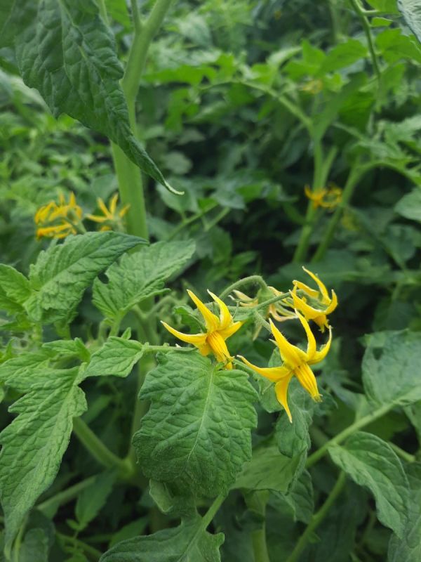 Как дачники могут гарантировать высокий урожай: полезные советы и проверенные принципы