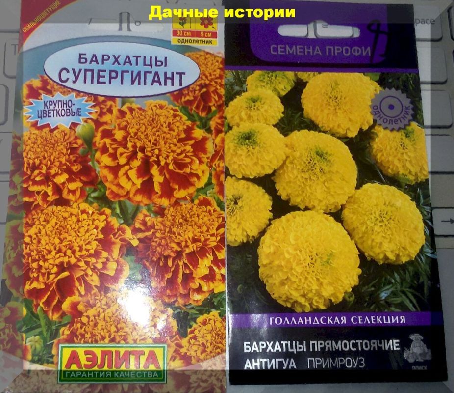 Очарование бархатцев-гигантов: как выбрать лучшие сорта для вашего сада