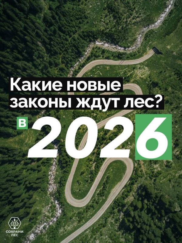 Новые правила лесного освоения: что ожидать с 2026 года?