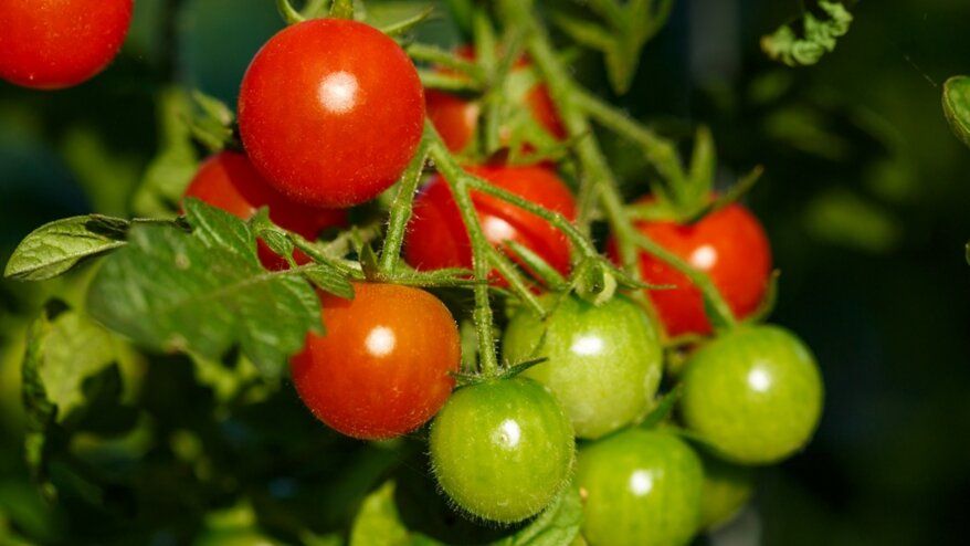 Урожайные кистевые сорта томатов: 7 лучших рекомендаций для дачников 2025 года