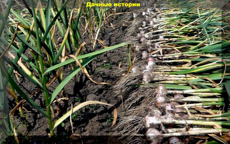 ��� ��������� ������� ������: ������� ��������� ����� �� ������ ������