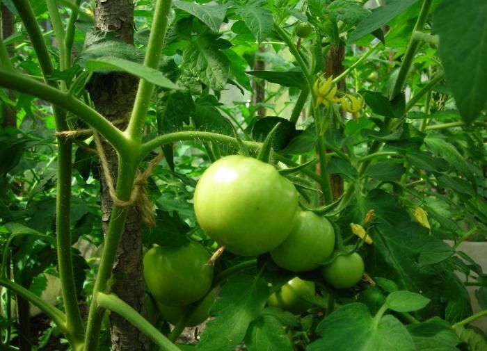 Как дождливый и холодный август угрожает урожаю овощей и что с этим делать?