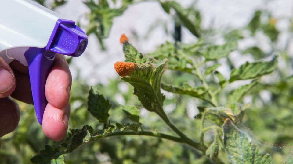 ��������� ����� ��������� ��������: ������ ���������� ���� ������������ ���������