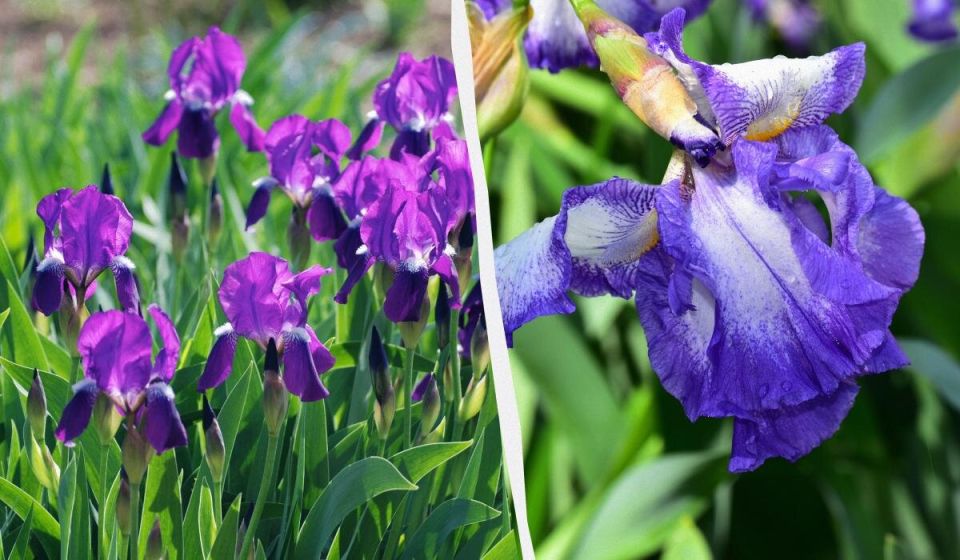 Как защитить ирисы от ирисовой мухи: полезные советы для садоводов