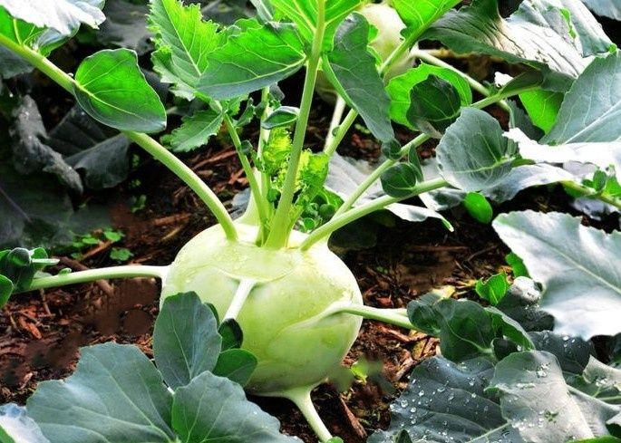 ��� �������� ��������: ������� ������, ������� ������ ����� ������ �������