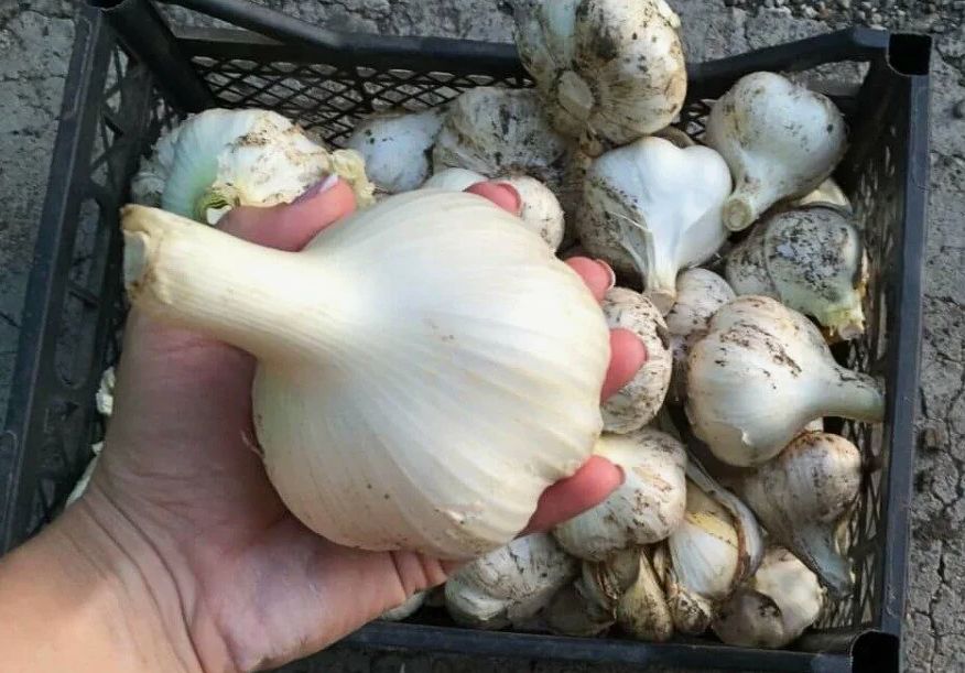 ������� ������������� ������ �������: ������ �������� ��������