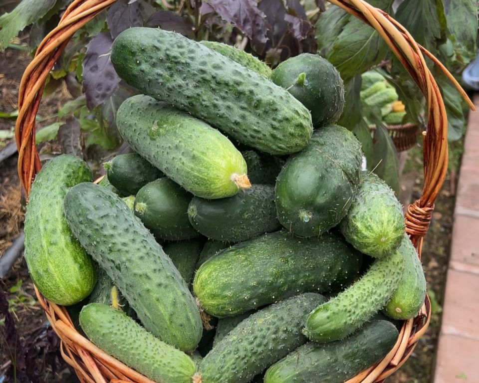 ��� ����������� ���������� ������������ ������ �� ����