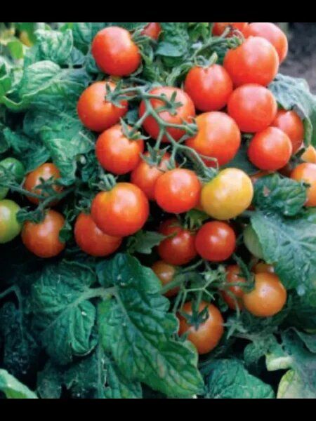 ����� 11: ��������� ����� ��� ��������� �������� � �������