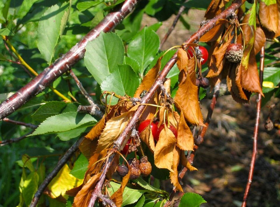 ��� �������� ����������� ������� �� ���������: ������� ������ ���������