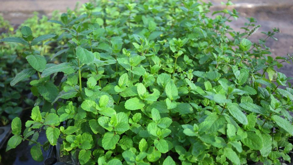 ������� ������� ����������: ��������, ������� �������� ������� ��� ���