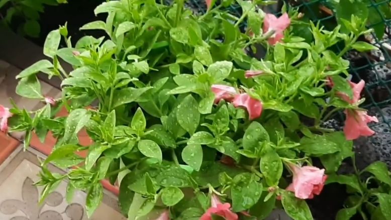 ��� ������� ������� ��������� �����������: ������� �������� �������