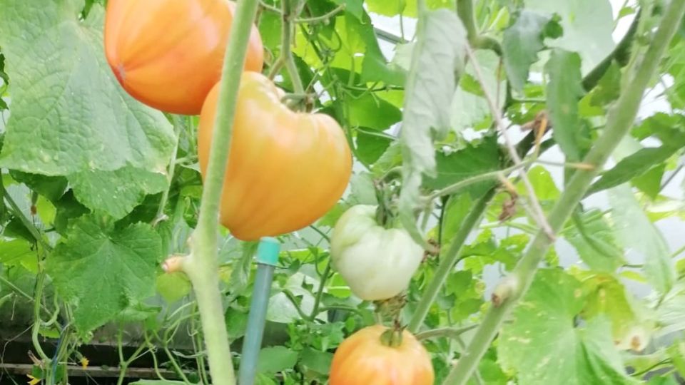 ������������ ����� ������� �������� ����������� ������� �� ����� � �����������