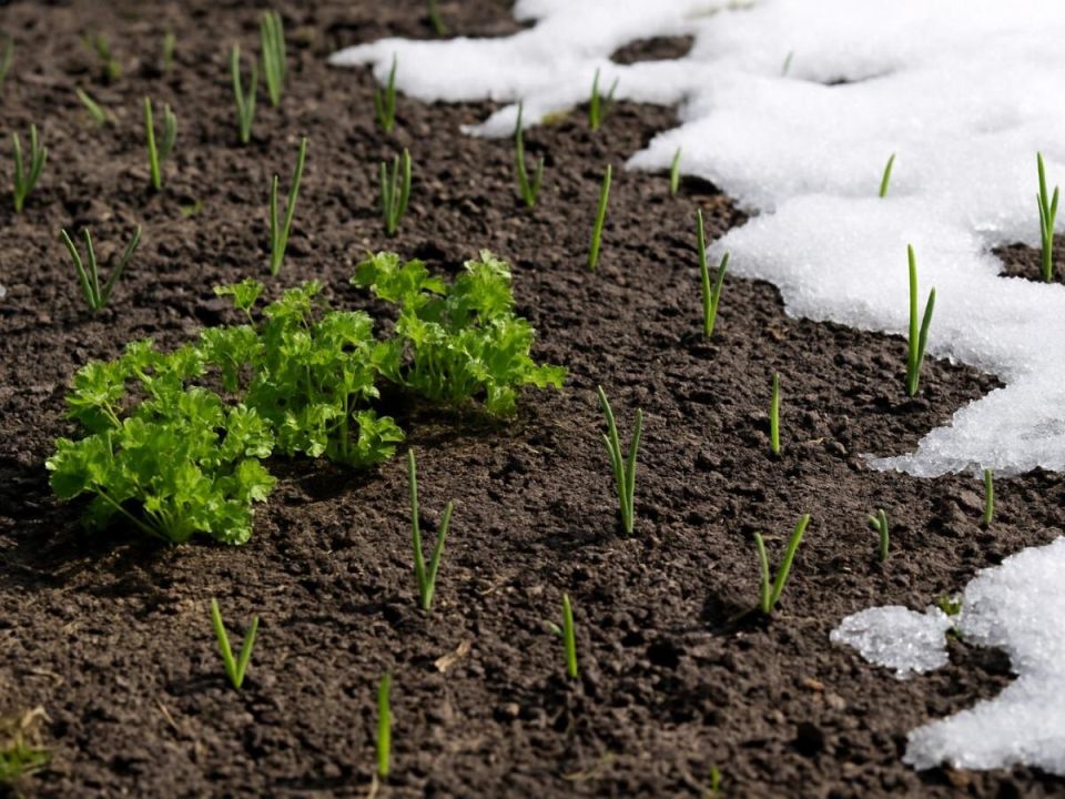 ������� ������: ������� ������� ������ � ��������� ������