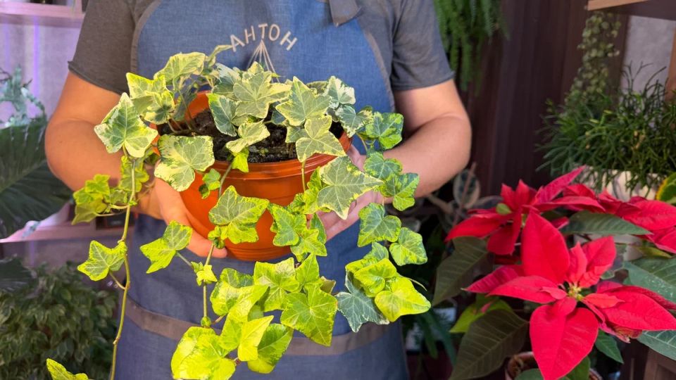 5 неочевидных причин, чтобы оставить растения в магазине