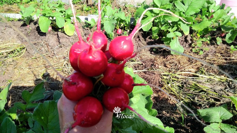 ����������� � ��������: �����, ����� � ��������� �����������