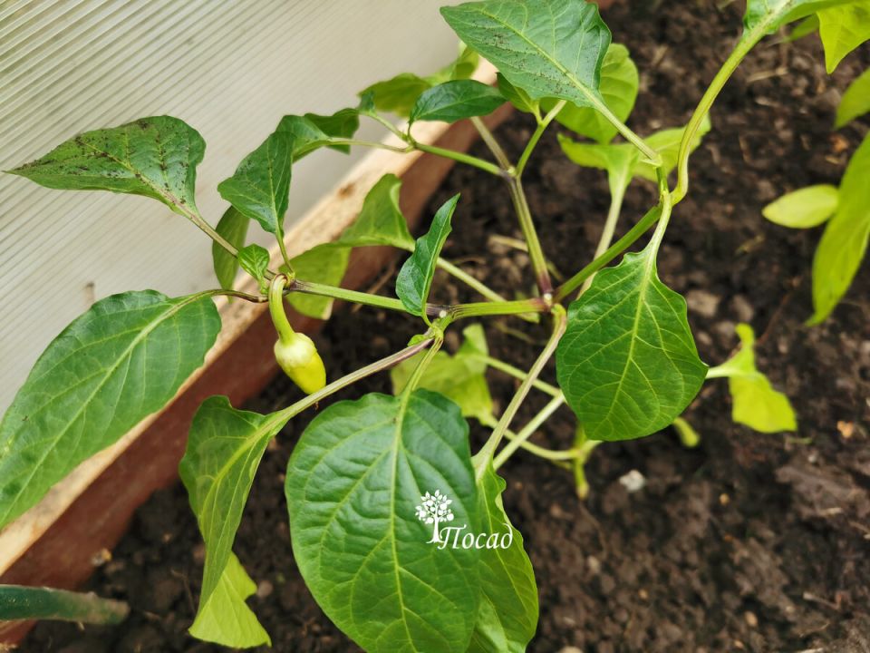 ��� ������ ������� �������� ������ ������