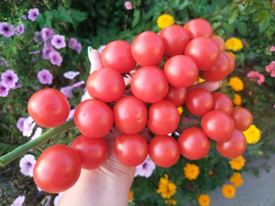 ����� '������' F1: ���������� ����� ��� ��������� �����