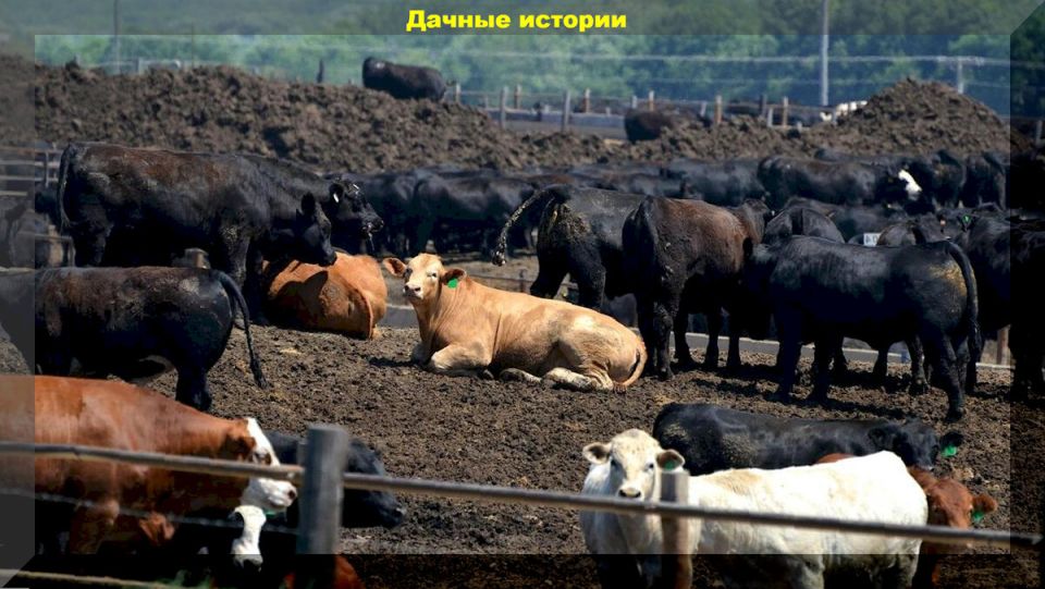 ��� ��������� ������� �����: ������� ��������� ��������� ��� ������ ����