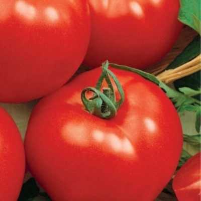 ����� �������: ����������� ����� ��� �������� ���������