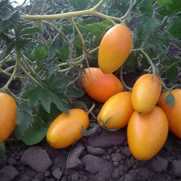 ������� �����: ��������� ������ �� ��������� ������������� ��� �������