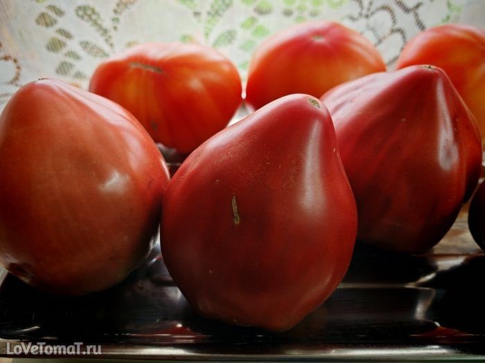 Сорт томата Вишнёвый от Зузи становится тихой находкой для балкона и теплицы