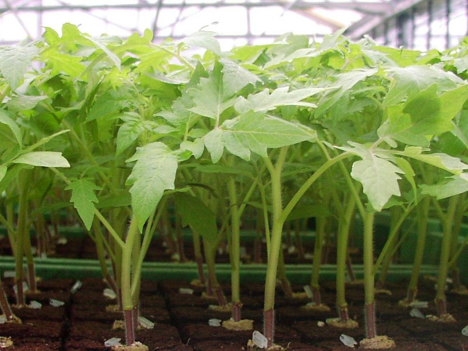 ������ ������� ������� �������� � ��������� � ��� �������� ������